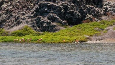 مجمع‌الجزایر گالاپاگوس