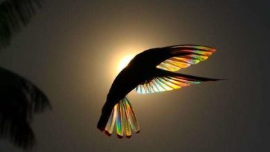 مرغ مگسخوار