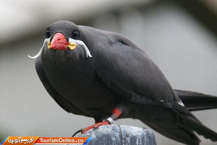 پرستوی دریایی اینکا