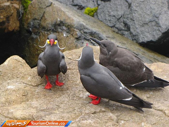 پرستوی دریایی اینکا