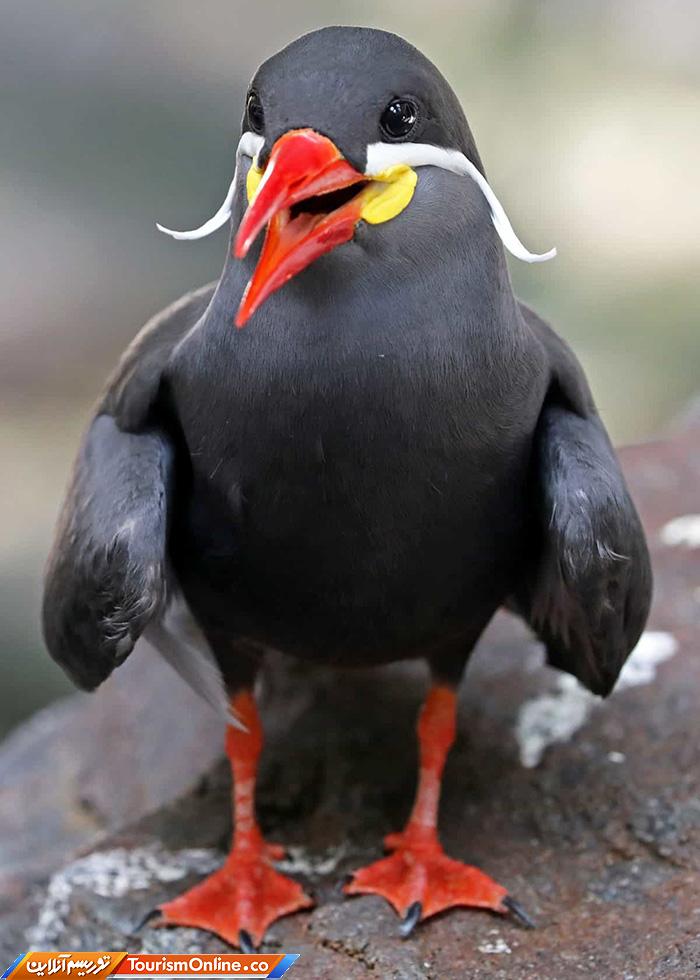 پرستوی دریایی اینکا