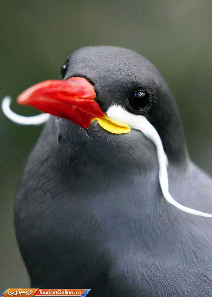 پرستوی دریایی اینکا