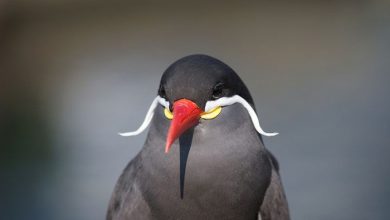 پرستوی دریایی اینکا