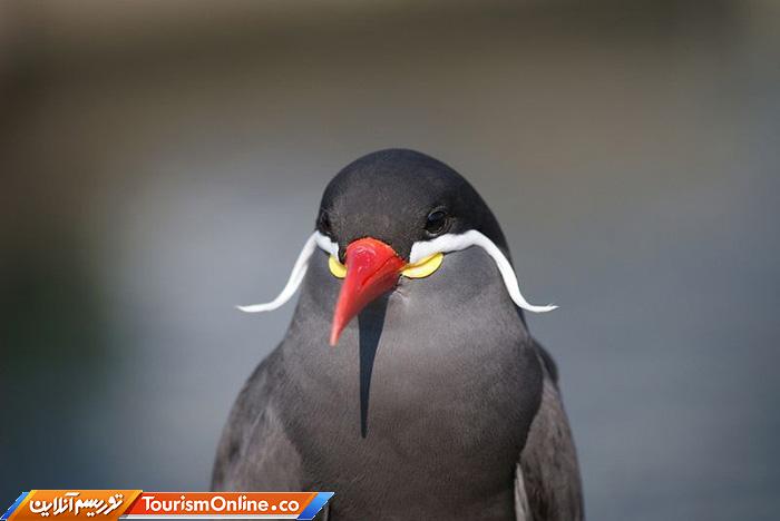 پرستوی دریایی اینکا