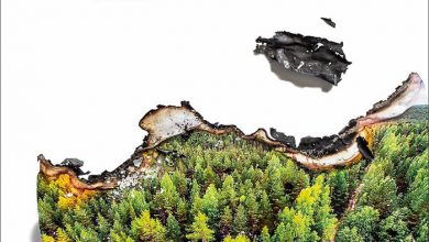 آتش سوزی جنگل