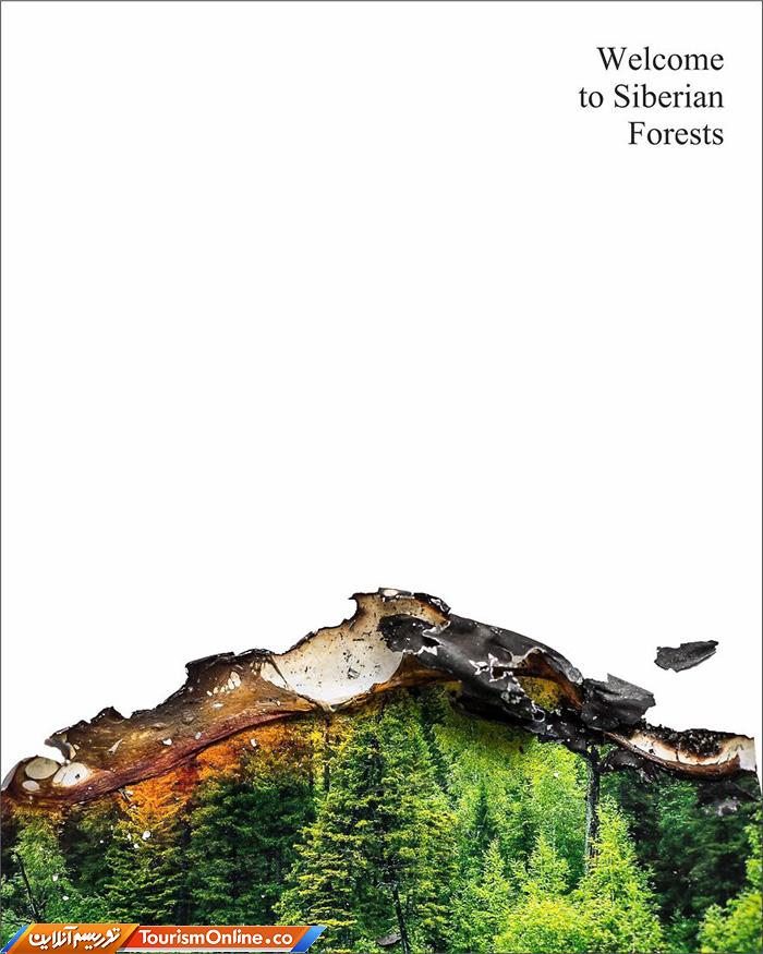 آتش سوزی جنگل