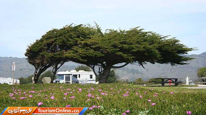 درختان بربادرفته