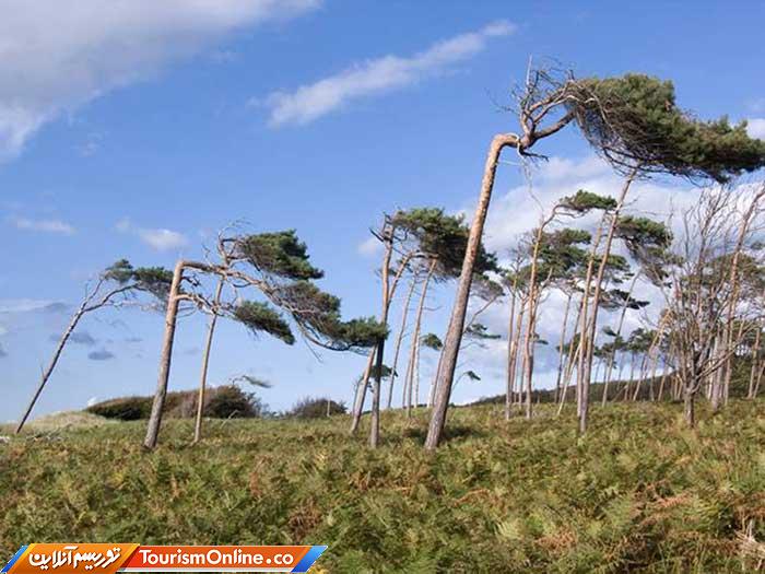 درختان بربادرفته