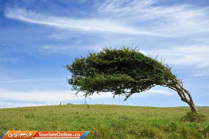 درختان بربادرفته