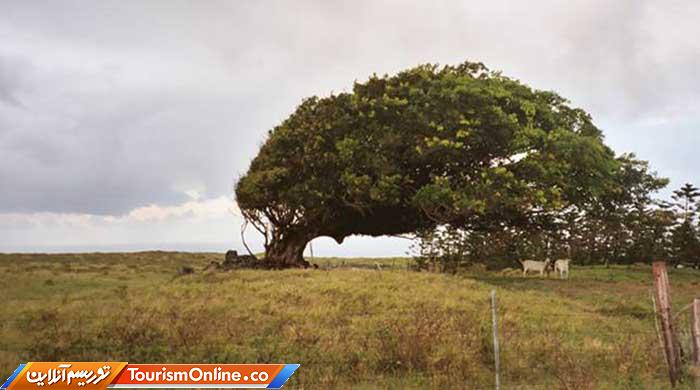 درختان بربادرفته