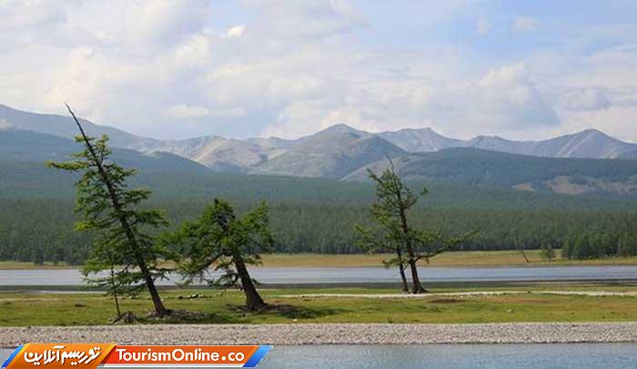 درختان بربادرفته