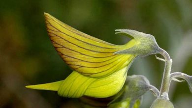 مرغ مگس خوار