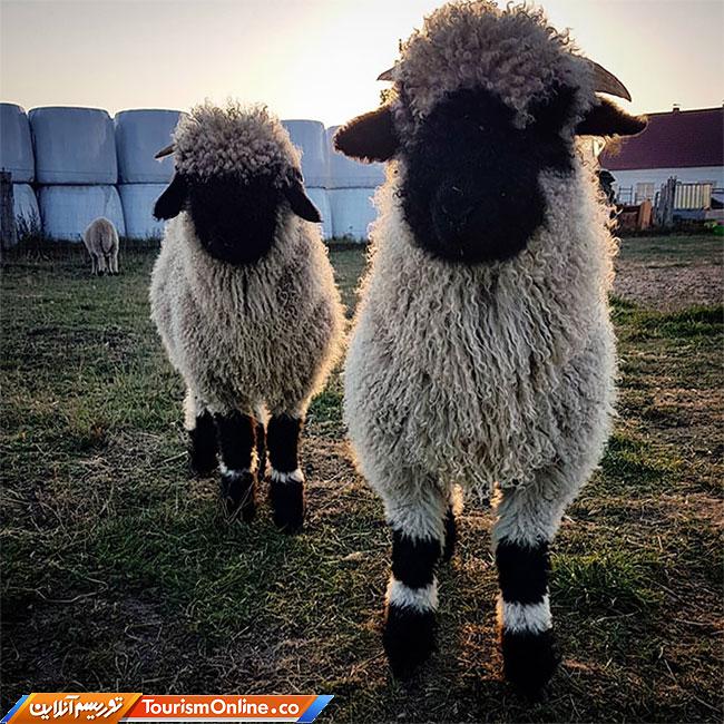 گوسفند دماغ سیاه وله