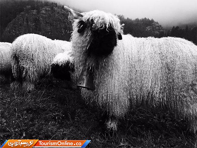 گوسفند دماغ سیاه وله