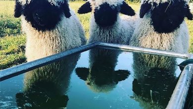 گوسفند دماغ سیاه وله