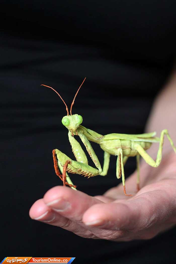 حشرات کاغذی