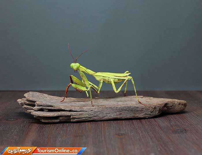 حشرات کاغذی