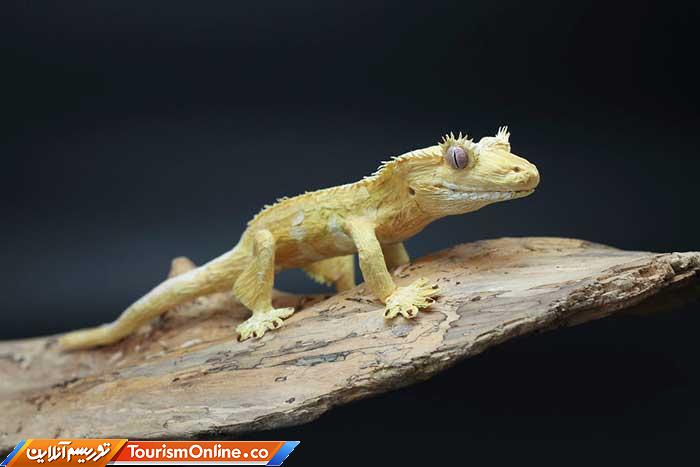 حشرات کاغذی