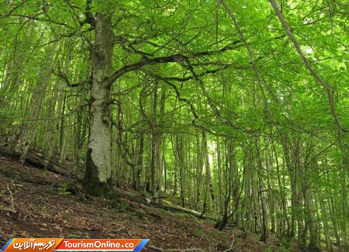 جنگل های هیرکانی