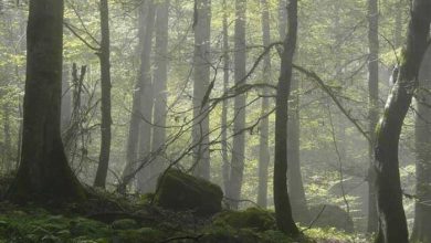 جنگل‌های هیرکانی