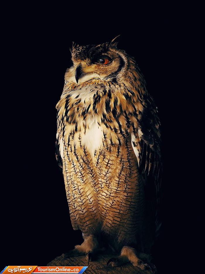 آیفون گرافی