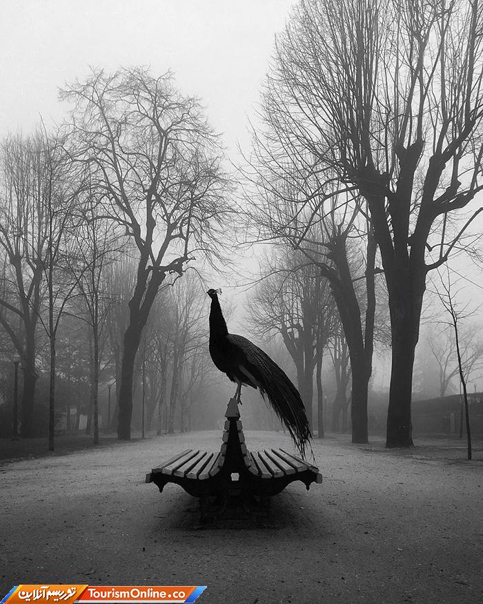 آیفون گرافی