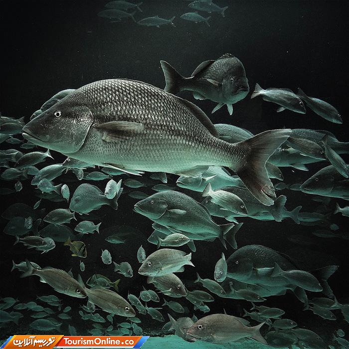 آیفون گرافی