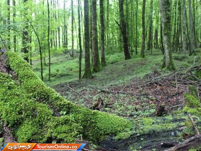 جنگل های هیرکانی