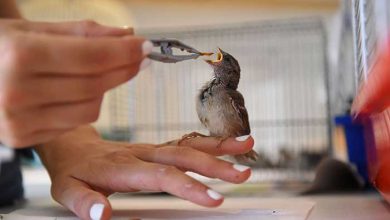 عکسهای خبری