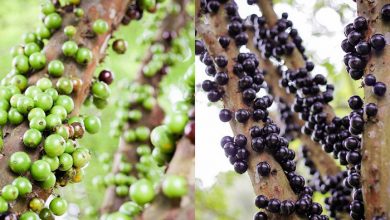 انگور برزیلی