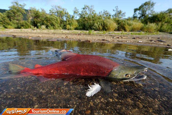 شبهجزیره کامچاتکا