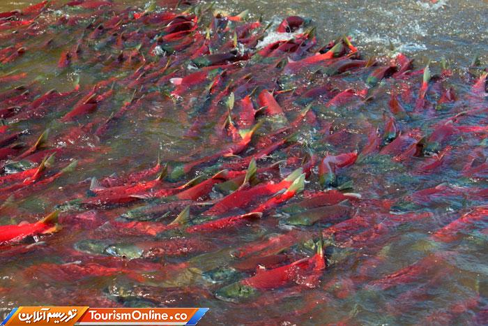 شبهجزیره کامچاتکا