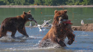 شبه‌جزیره کامچاتکا