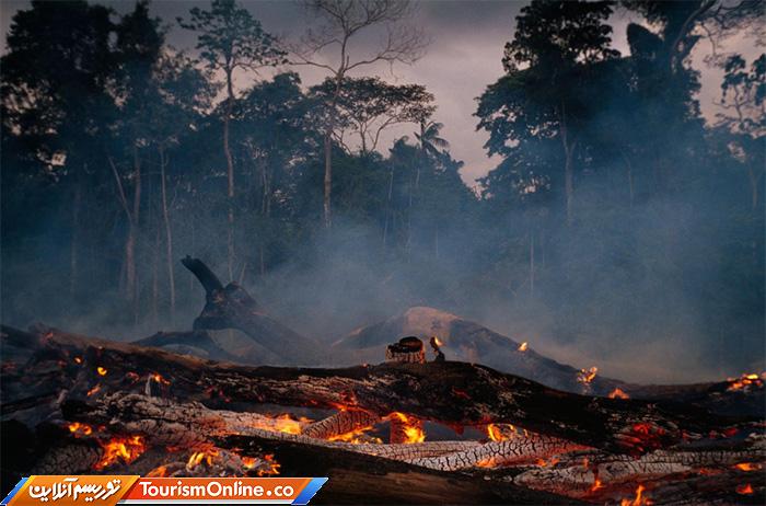 جنگلهای آمازون