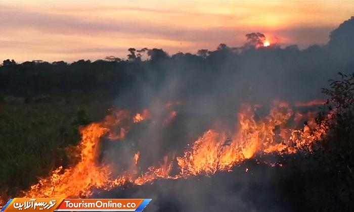 جنگلهای آمازون