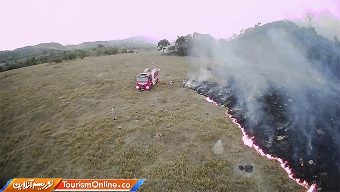 جنگلهای آمازون