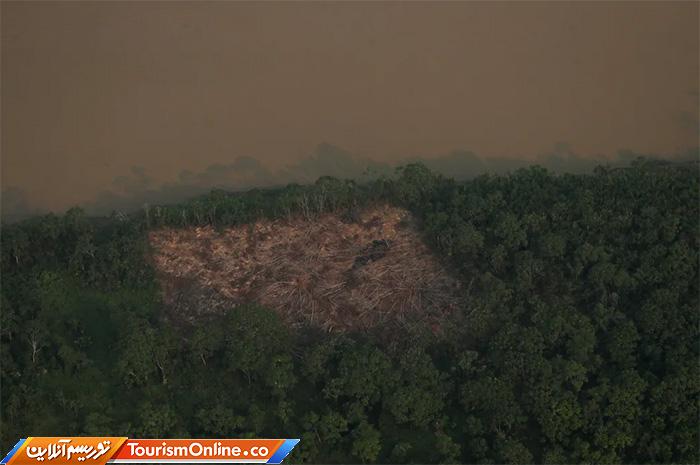 جنگلهای آمازون