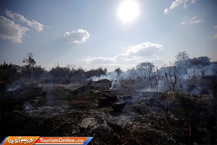 جنگلهای آمازون