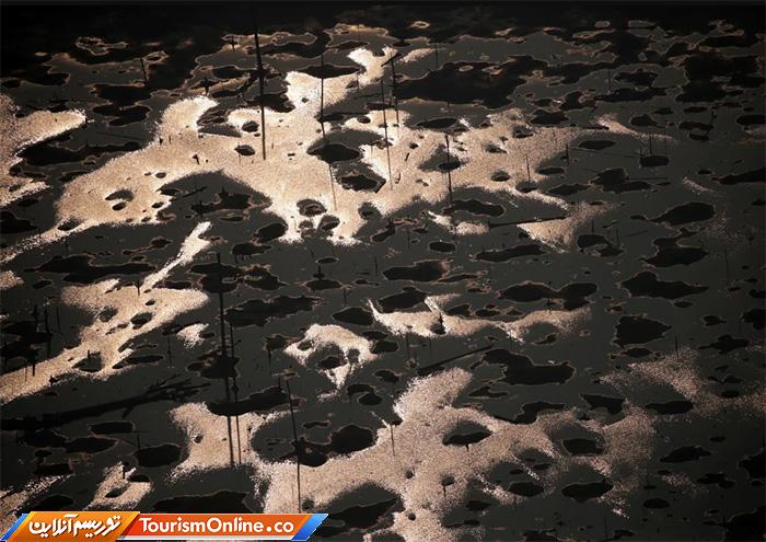 جنگلهای آمازون