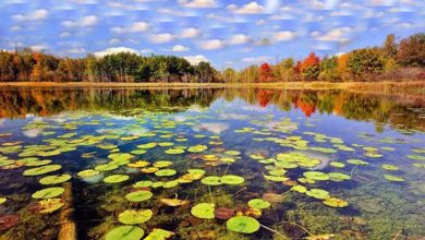 میراث طبیعی