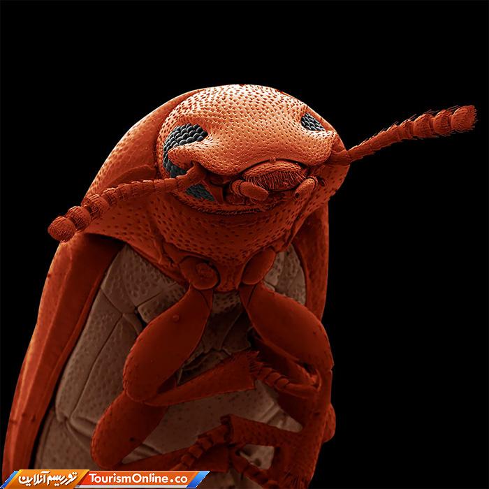 عکاس سال سوژه های علمی