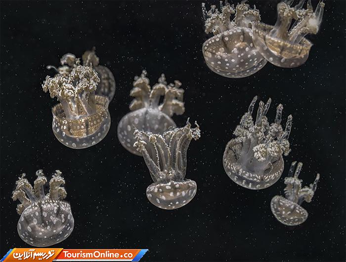 عکاس سال سوژه های علمی