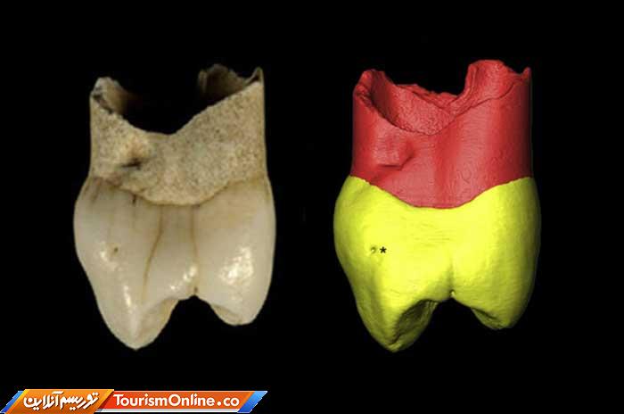 بقایای انسان نئاندرتال