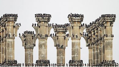 تماشای پرندگان