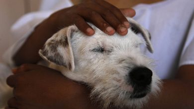 سگ های درمانگر