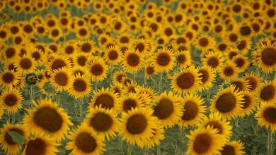 عکاسی آگورا