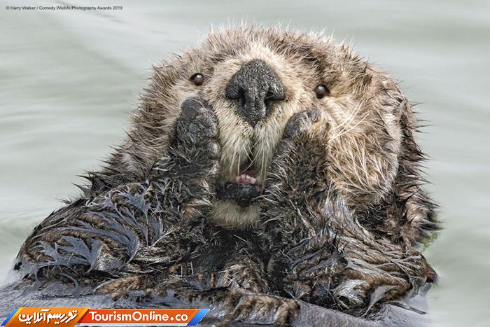 کمدی حیات وحش