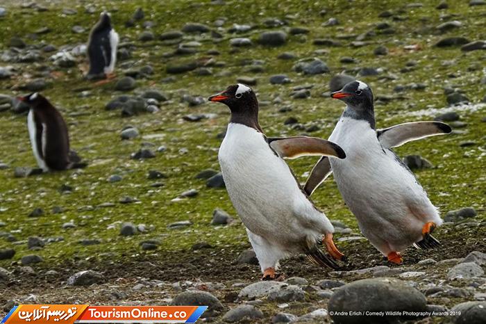 کمدی حیات وحش