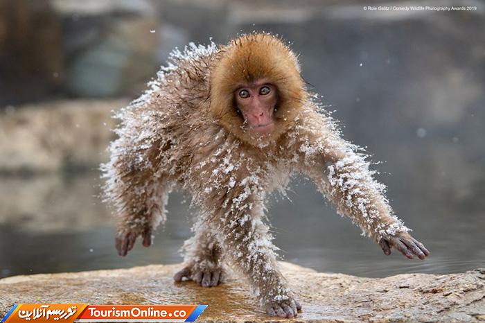 کمدی حیات وحش