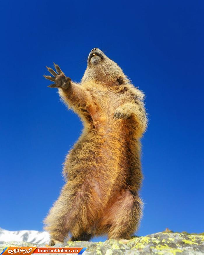 کمدی حیات وحش